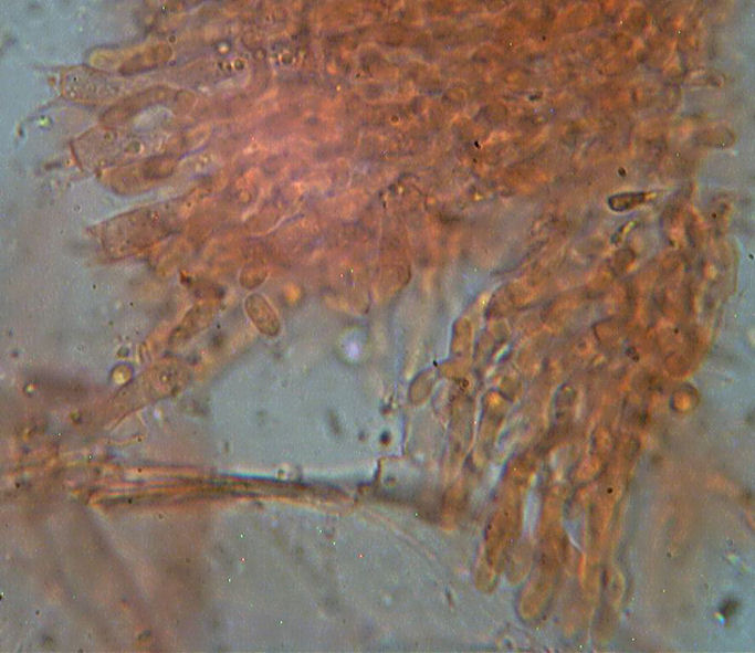 Mycoacia uda